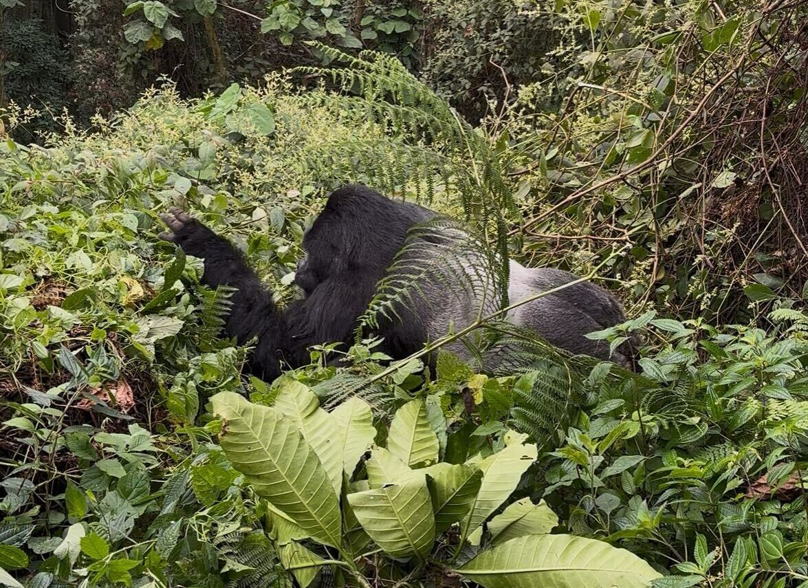 Investment Letter | August 2025