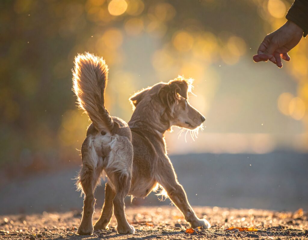 Don’t Let the Tax Tail Wag the Dog